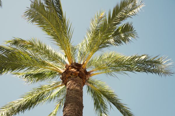Cost of Palm Tree Pruning in Sparks