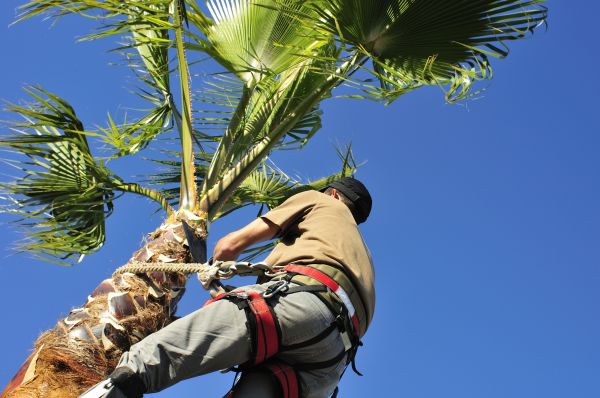 Cost of Palm Tree Trimming in Sparks