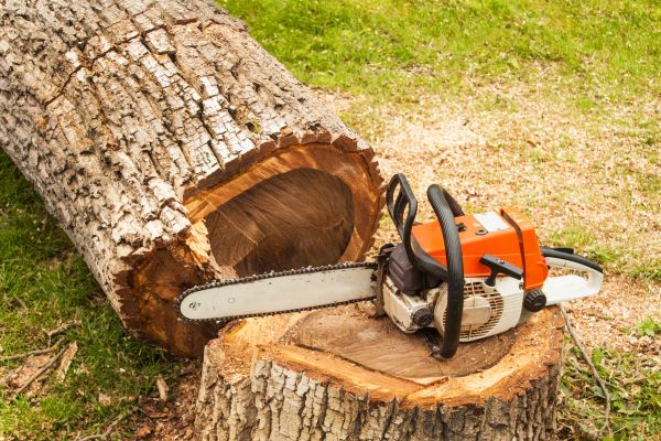 Cost of Tree Cutting Service in Sparks