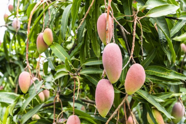Cost of Mango Tree Trimming in Sparks