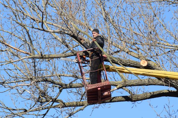 Cost of Emergency Tree Trimming in Sparks