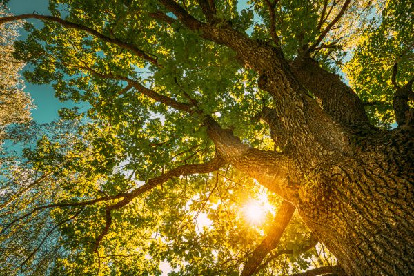 Cost of Oak Tree Pruning in Sparks