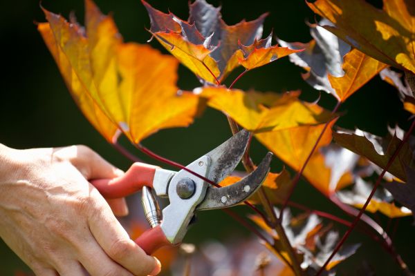 Cost of Maple Tree Pruning in Sparks