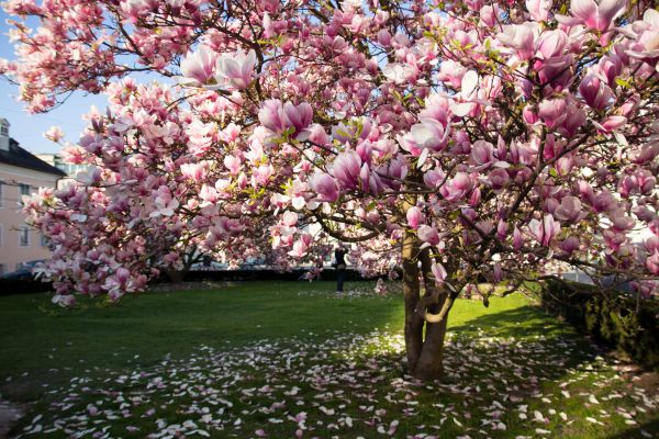 Cost of Magnolia Tree Pruning in Sparks