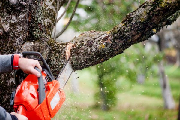 Cost of Tree Limbs Removal in Sparks