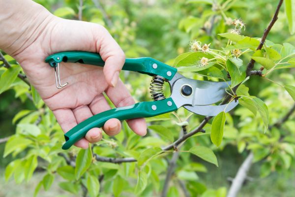 Cost of Pear Tree Pruning in Sparks