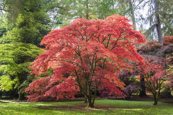 Cost of Japanese Maple Pruning in Sparks
