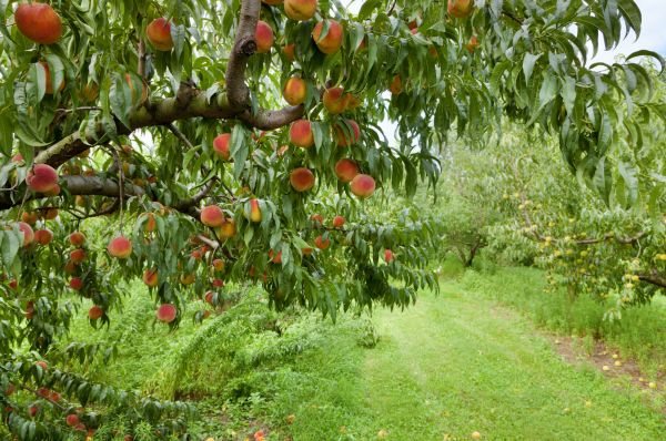 Cost of Peach Tree Pruning in Sparks