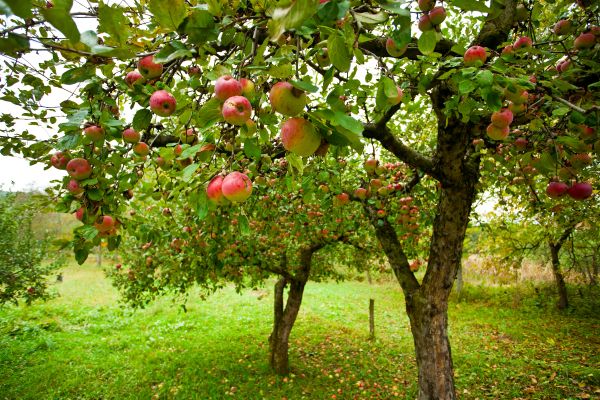 Cost of Apple Tree Pruning in Sparks