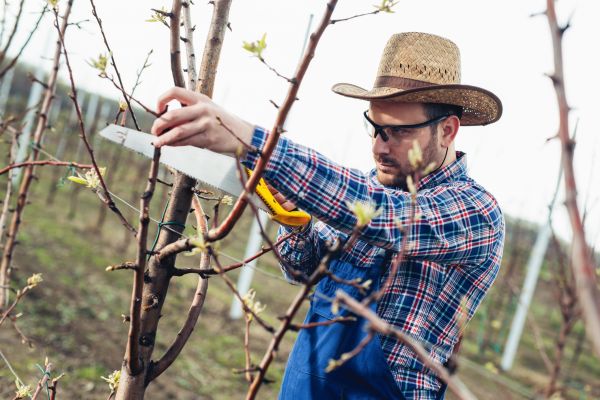 Cost of Orchard Tree Pruning in Sparks
