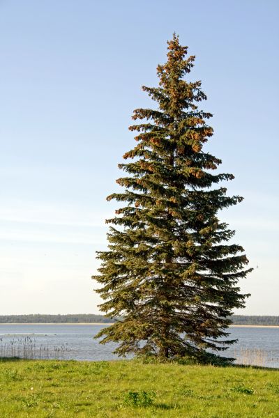 Cost of Spruce Tree Pruning in Sparks