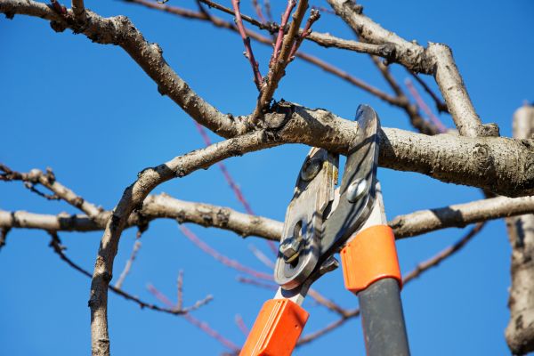 Cost of Peach Tree Trimming in Sparks