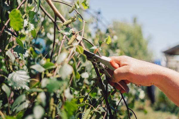 Cost of Birch Tree Pruning in Sparks