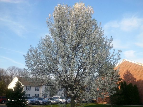 Cost of Bradford Pear Tree Pruning in Sparks