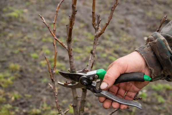 Cost of Pear Trees Pruning in Sparks