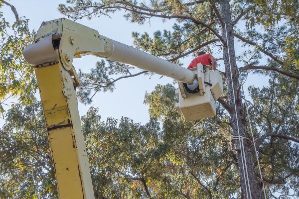 Cost of Limbs Trimming in Sparks