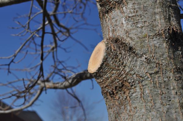 Cost of Limb Pruning in Sparks