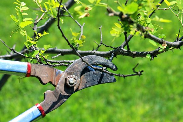 Cost of Branches Pruning in Sparks