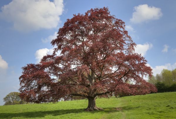 Cost of Beech Tree Pruning in Sparks