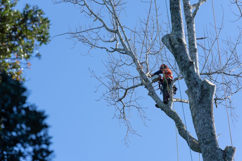 Tree Shaping Service