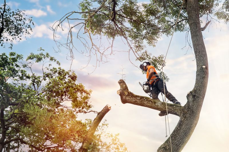 Arborist Climbing