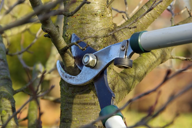 Tree Trimming Equipment in Use